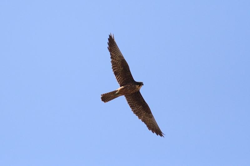 Eleonora`s Falcon