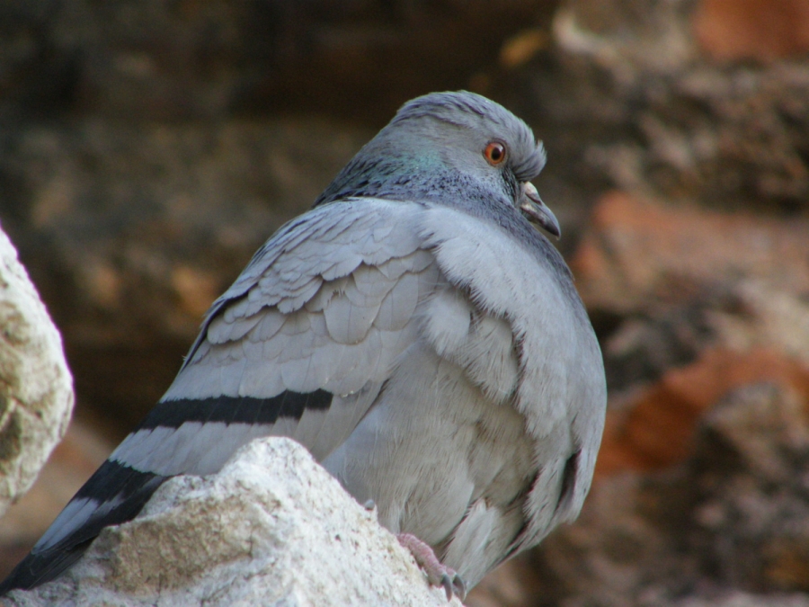 Rock Dove