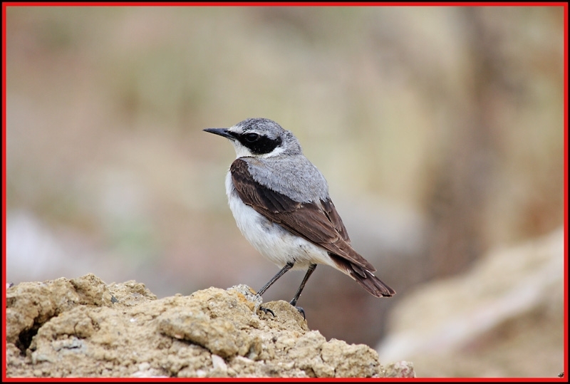 Northern Wheatear