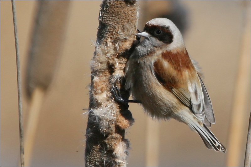 Eurasian Penduline Tit