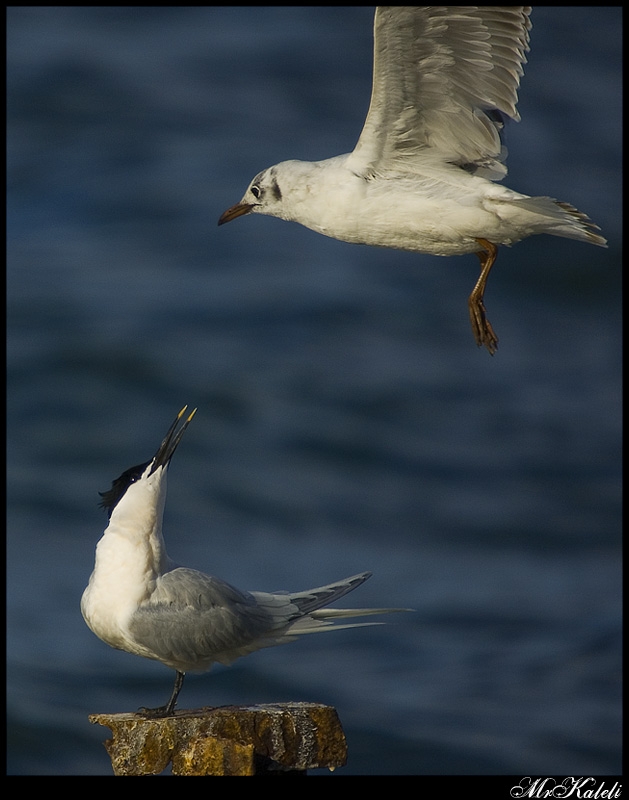 Sandwich Tern