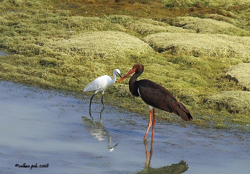 Black Stork