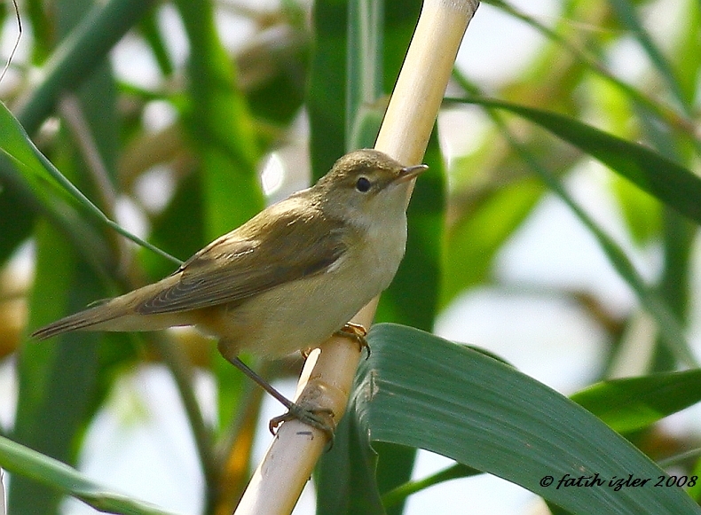 Savi`s Warbler