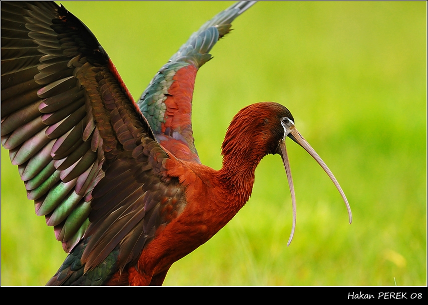 Glossy Ibis