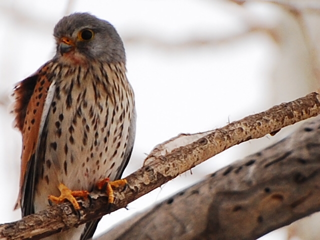 Common Kestrel