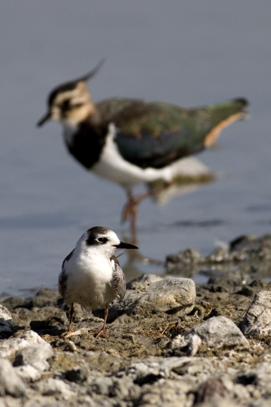 White-winged Tern