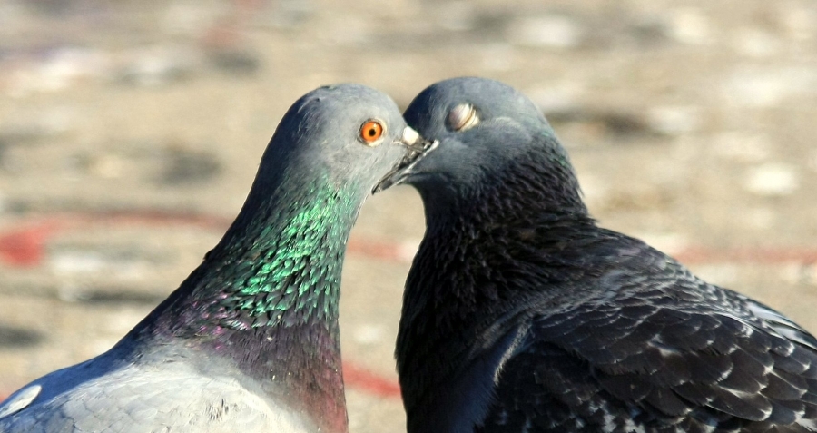 Rock Dove