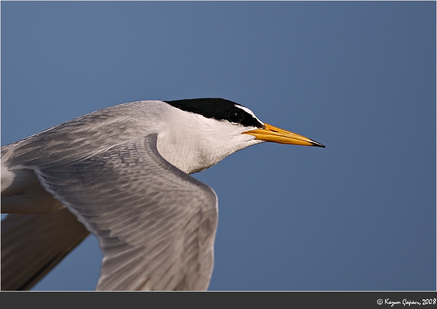 Little Tern