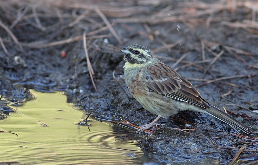 Cirl Bunting