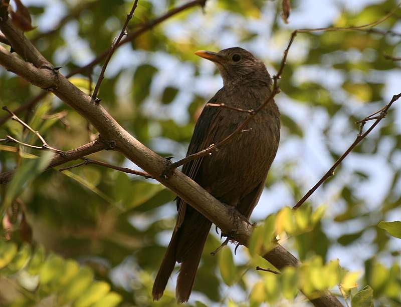 Common Blackbird