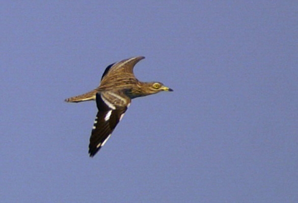Eurasian Stone-curlew