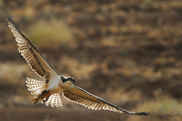 Osprey