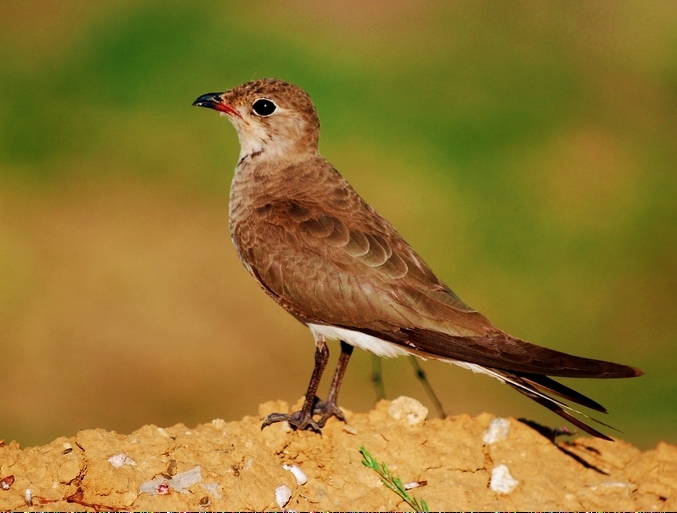 Collared Pratincole