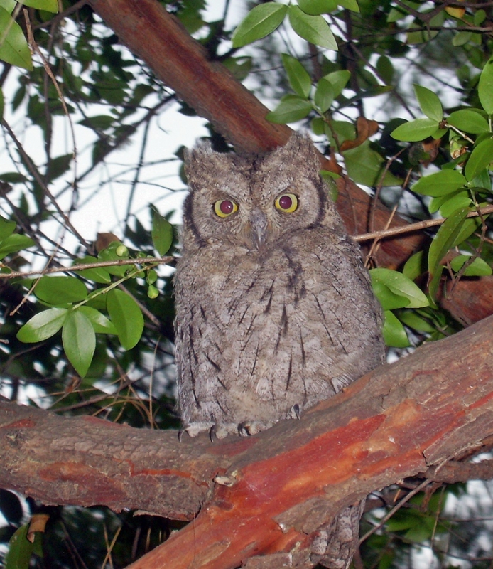 Eurasian Scops Owl
