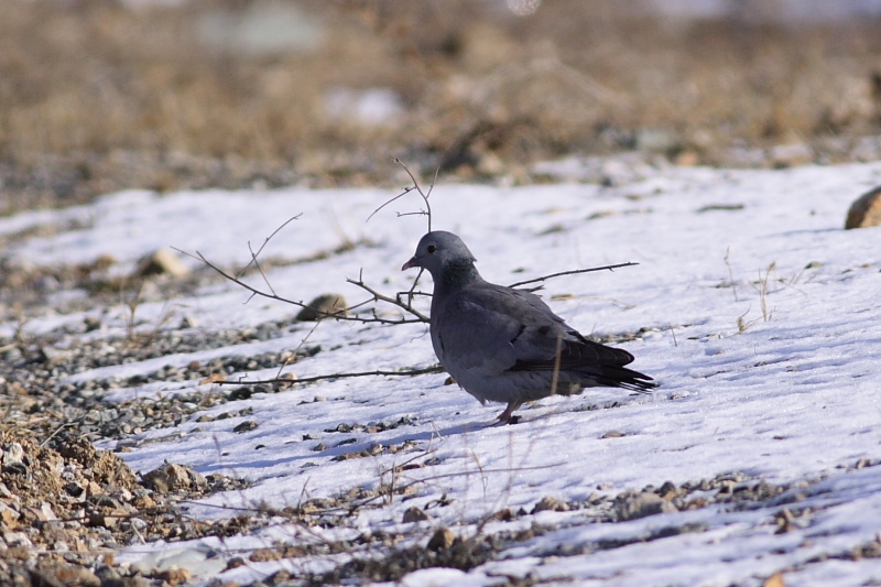 Stock Dove