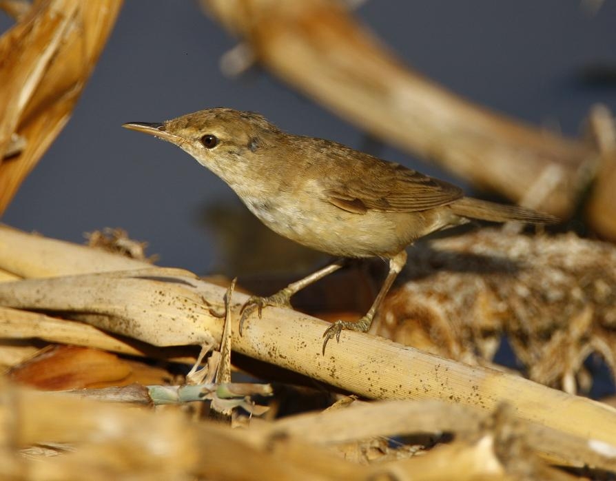 Common Reed Warbler