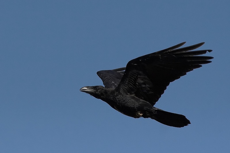 Northern Raven