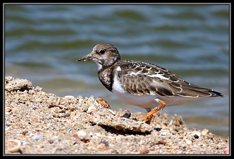 Ruddy Turnstone