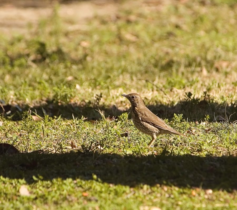Song Thrush