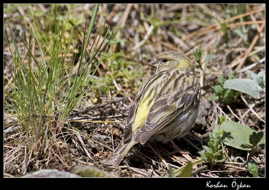 European Serin