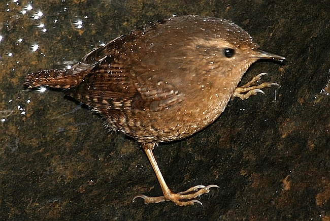Eurasian Wren