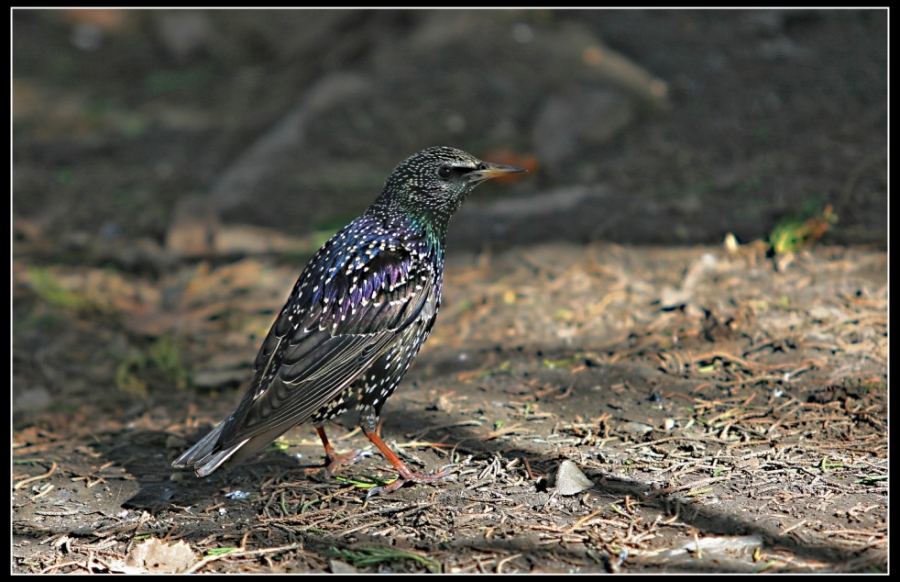 Common Starling