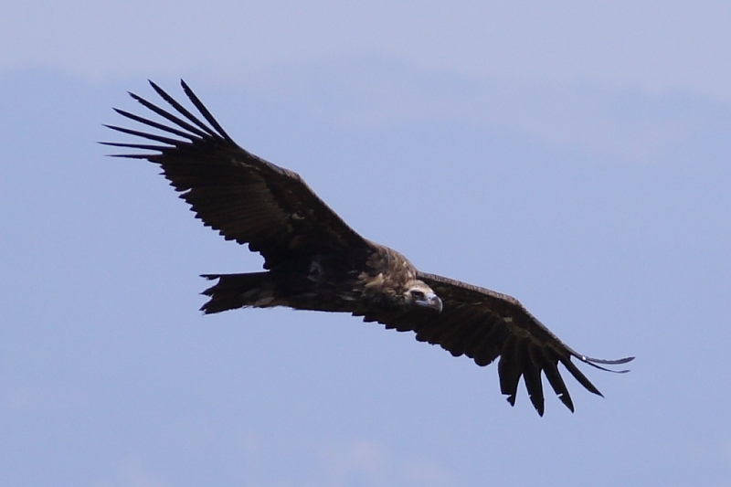Cinereous Vulture