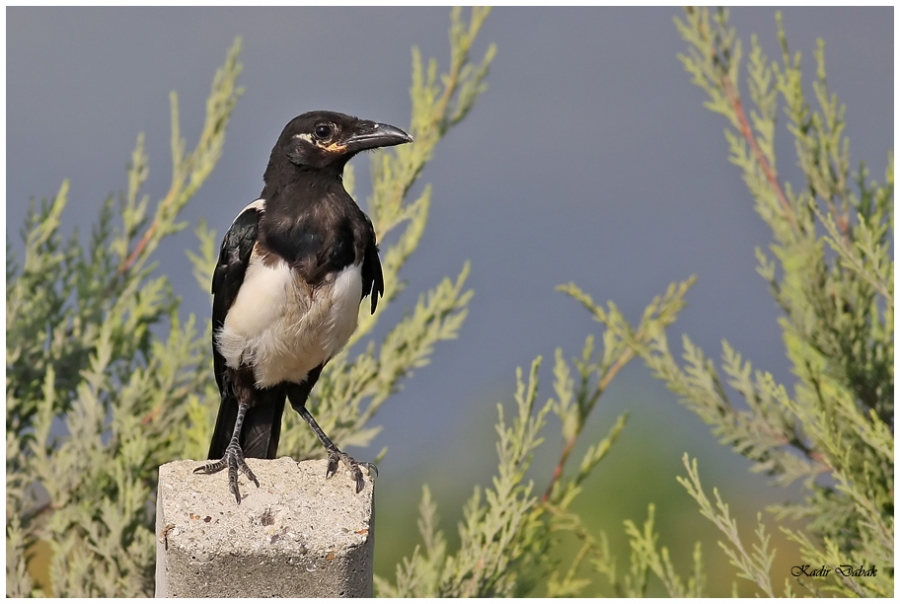 Eurasian Magpie