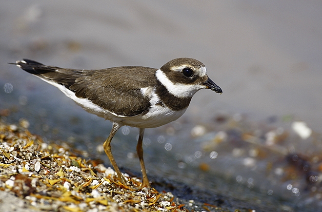 Common Ringed Plover