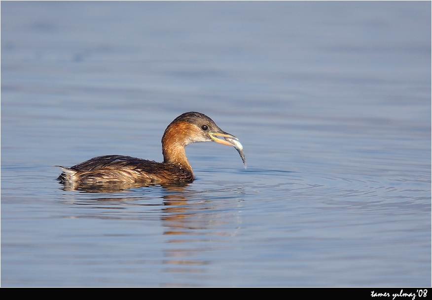 Little Grebe