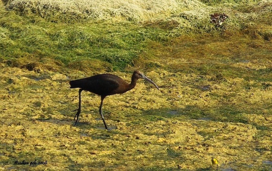 Glossy Ibis
