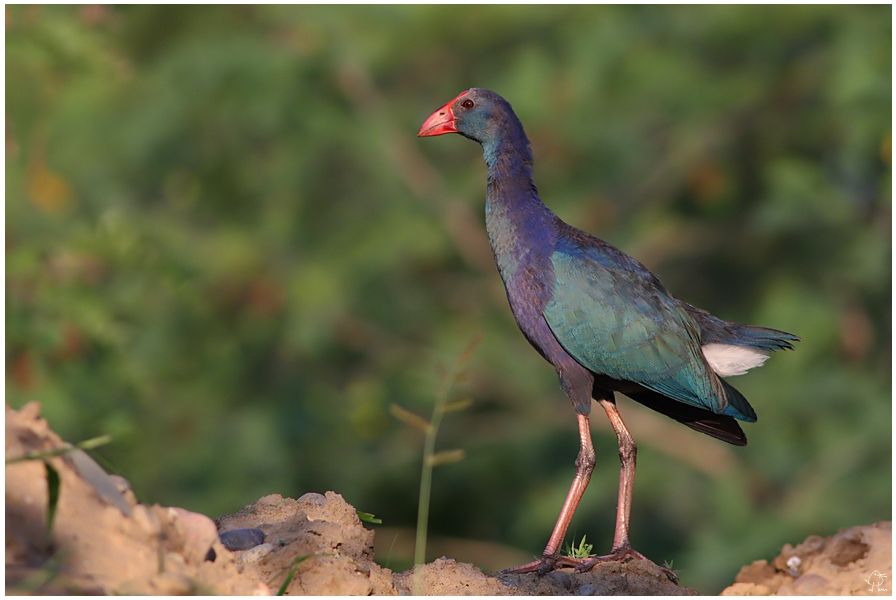 Grey-headed Swamphen