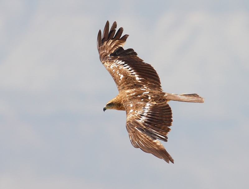 Black Kite