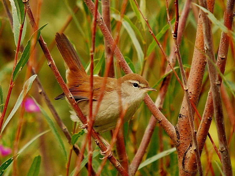 Cetti`s Warbler