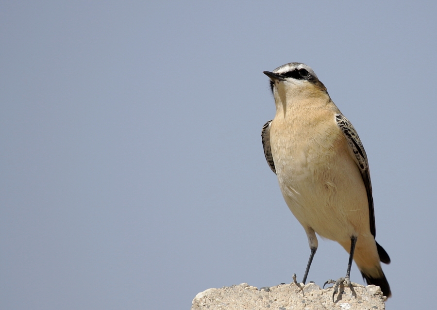 Northern Wheatear