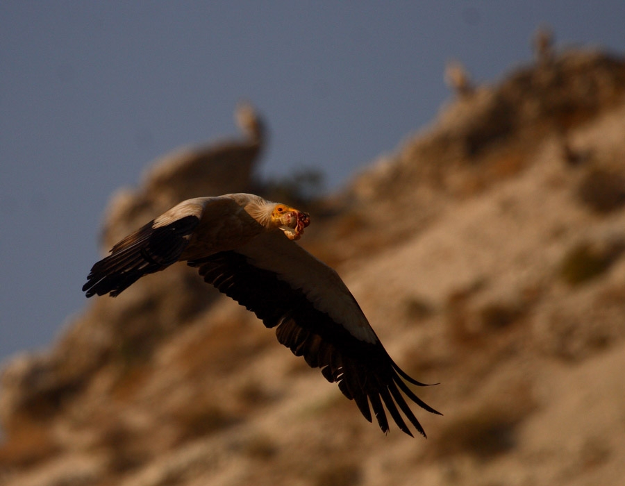 Egyptian Vulture