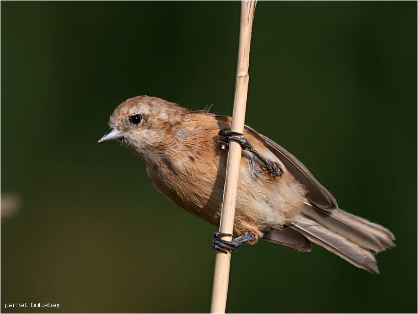 Eurasian Penduline Tit
