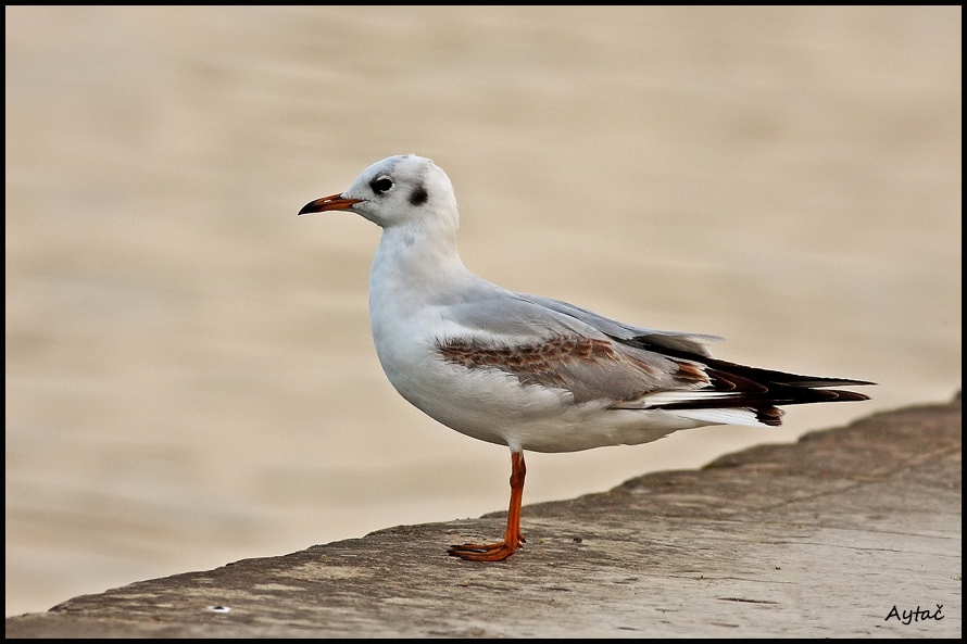 Black-headed Gull
