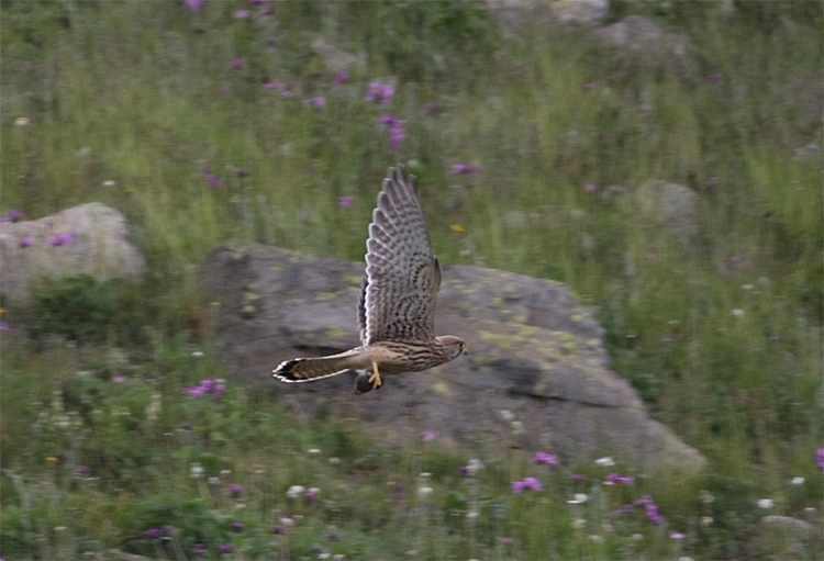 Common Kestrel
