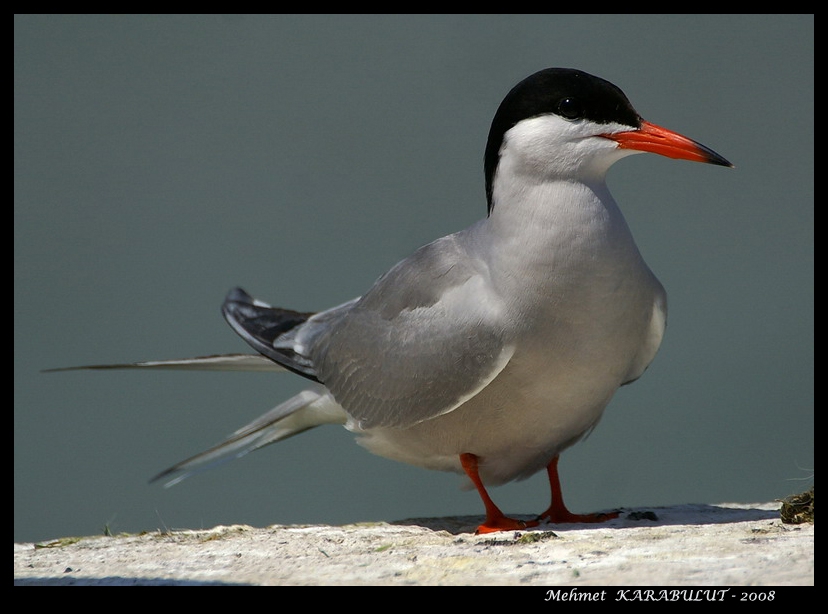 Common Tern