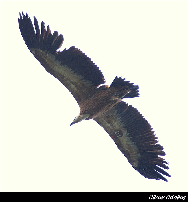 Griffon Vulture