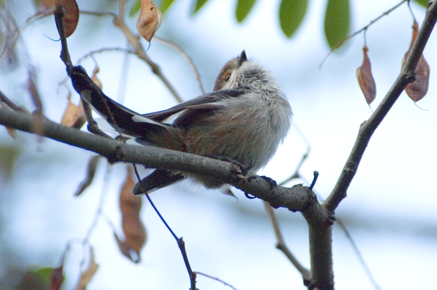 Long-tailed Tit