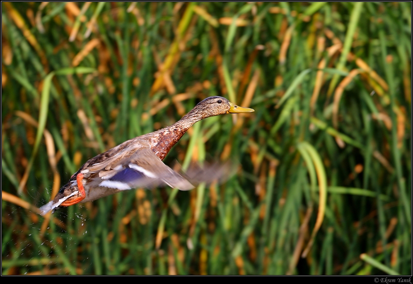 Mallard