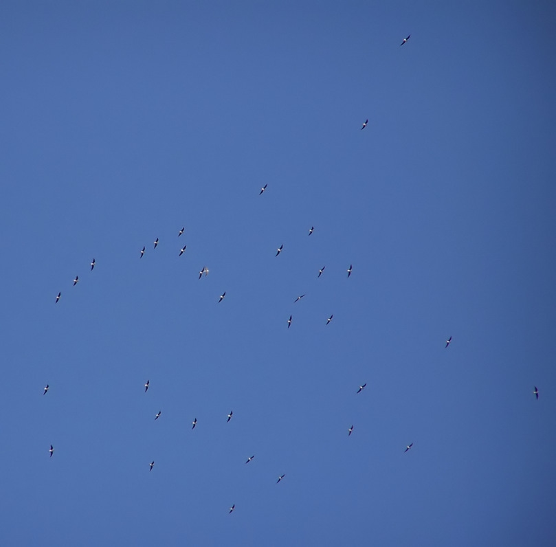 Black-winged Pratincole