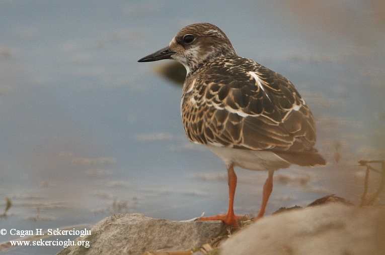 Ruddy Turnstone