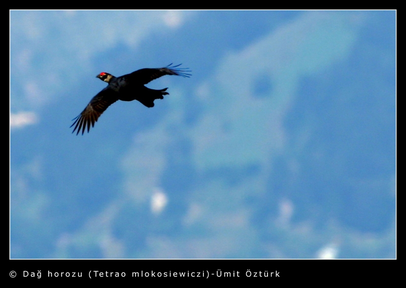 Caucasian Grouse