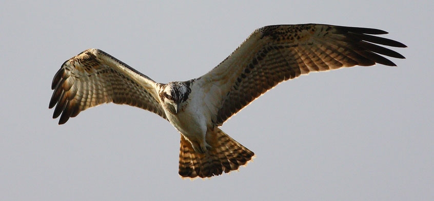 Osprey