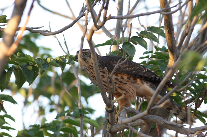 Eurasian Goshawk