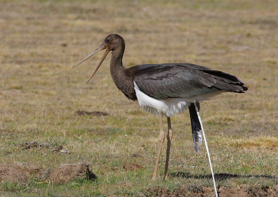Black Stork