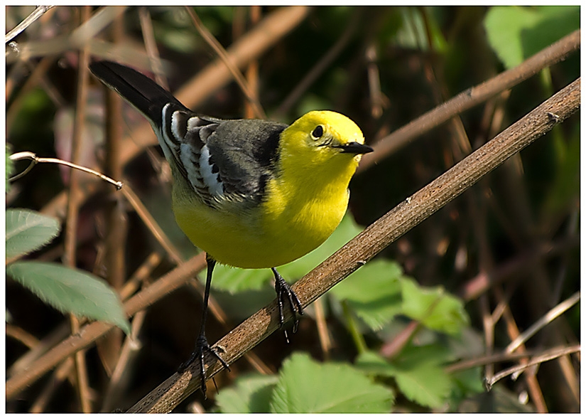 Citrine Wagtail